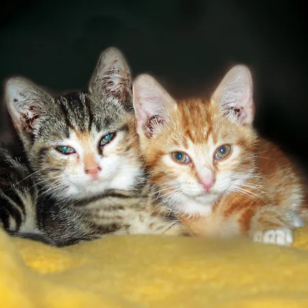 Spreewaldhof 게스트하우스 3*