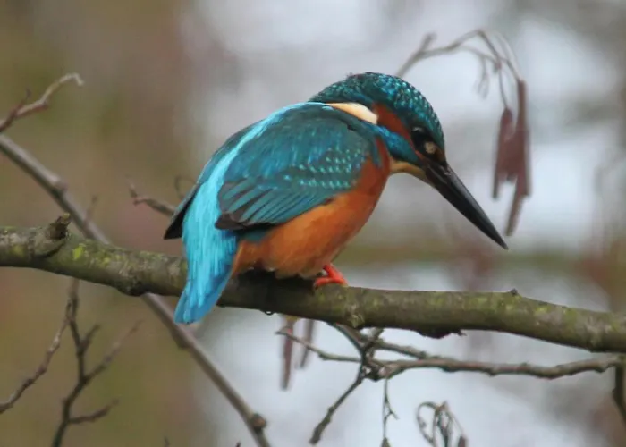 Pensionat Spreewaldhof